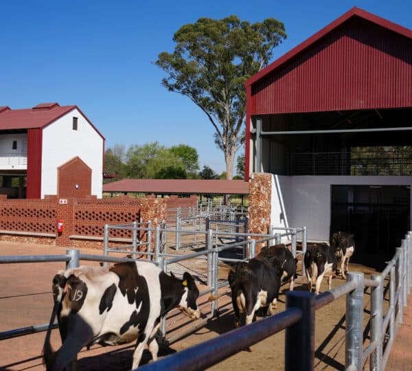 Irene Farm